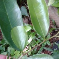 Maclura spinosa (Willd.) C.C.Berg